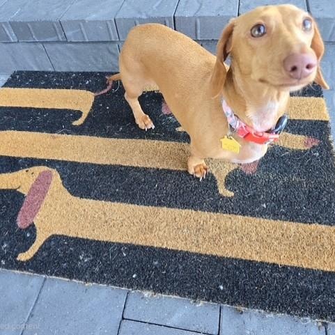 Buster, a ADOPTABLE Miniature Dachshund in Portland, OR image 5/5