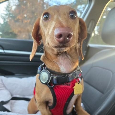 Buster, ADOPTABLE, Adult Male Miniature Dachshund.
