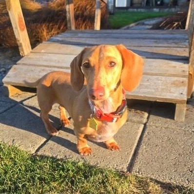 Buster, a ADOPTABLE Miniature Dachshund in Portland, OR image 2/5