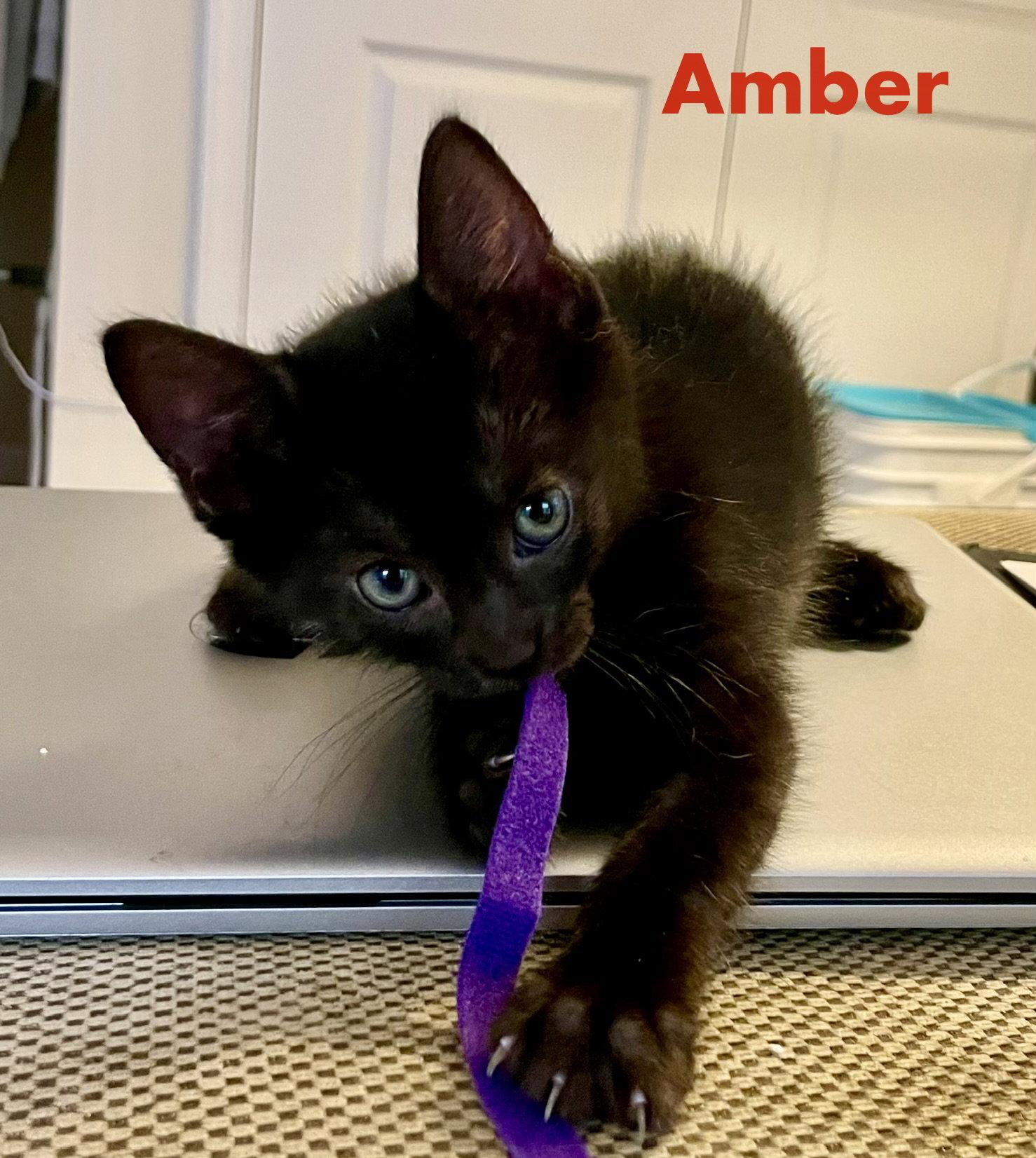 Enlarge Amber, a Adoptable Domestic Short Hair in Reston, VA image 1/3