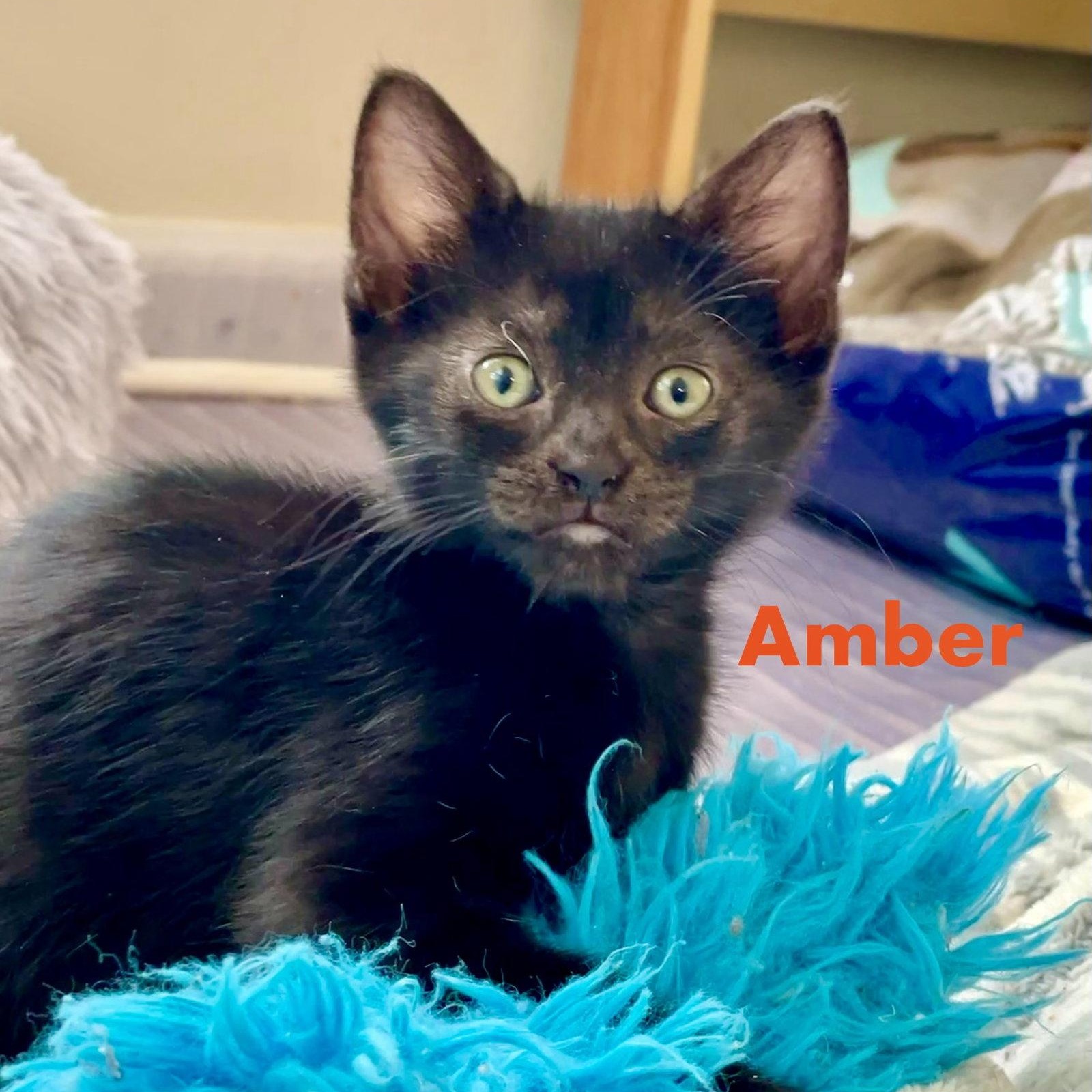 Enlarge Amber, a Adoptable Domestic Short Hair in Reston, VA image 3/3