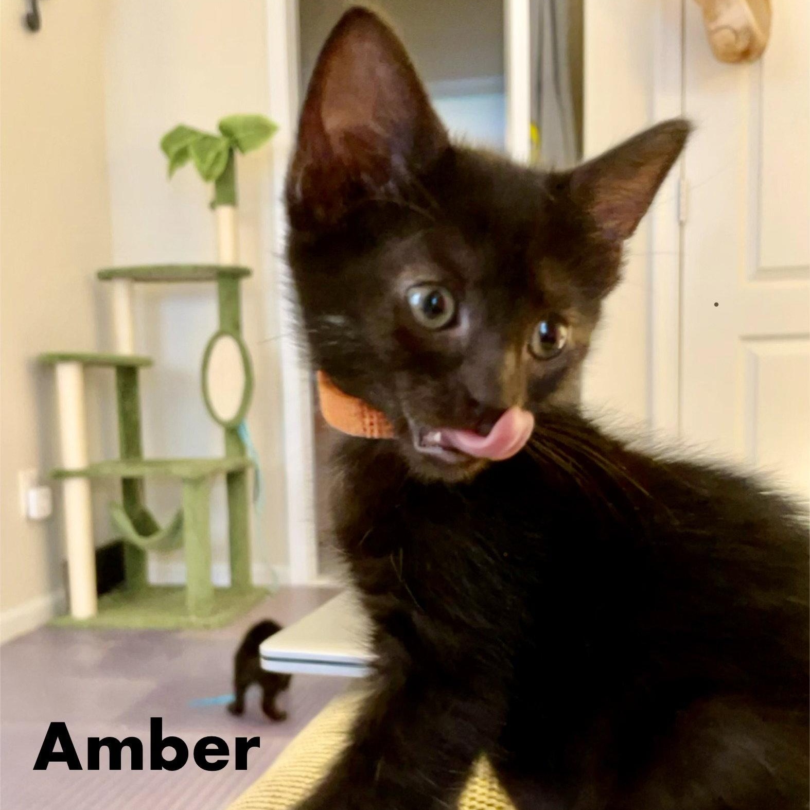 Enlarge Amber, a Adoptable Domestic Short Hair in Reston, VA image 2/3