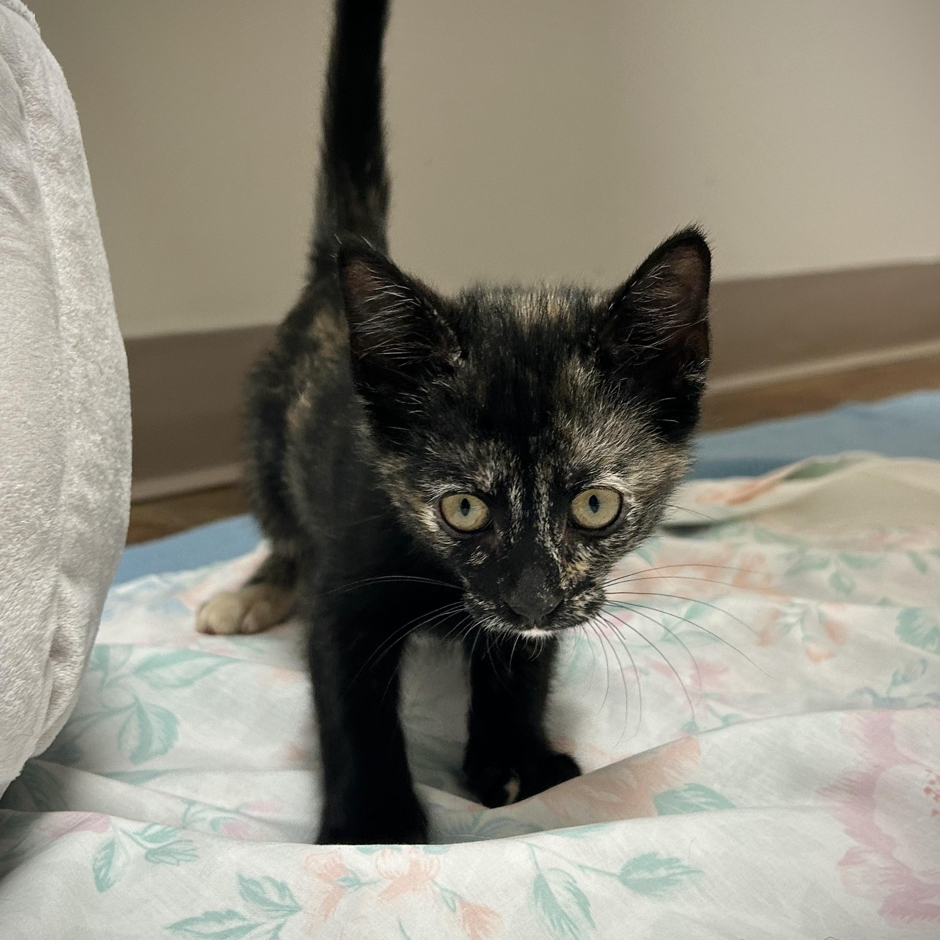 Puma, an adopted Tortoiseshell in Seymour, TN image 2/2