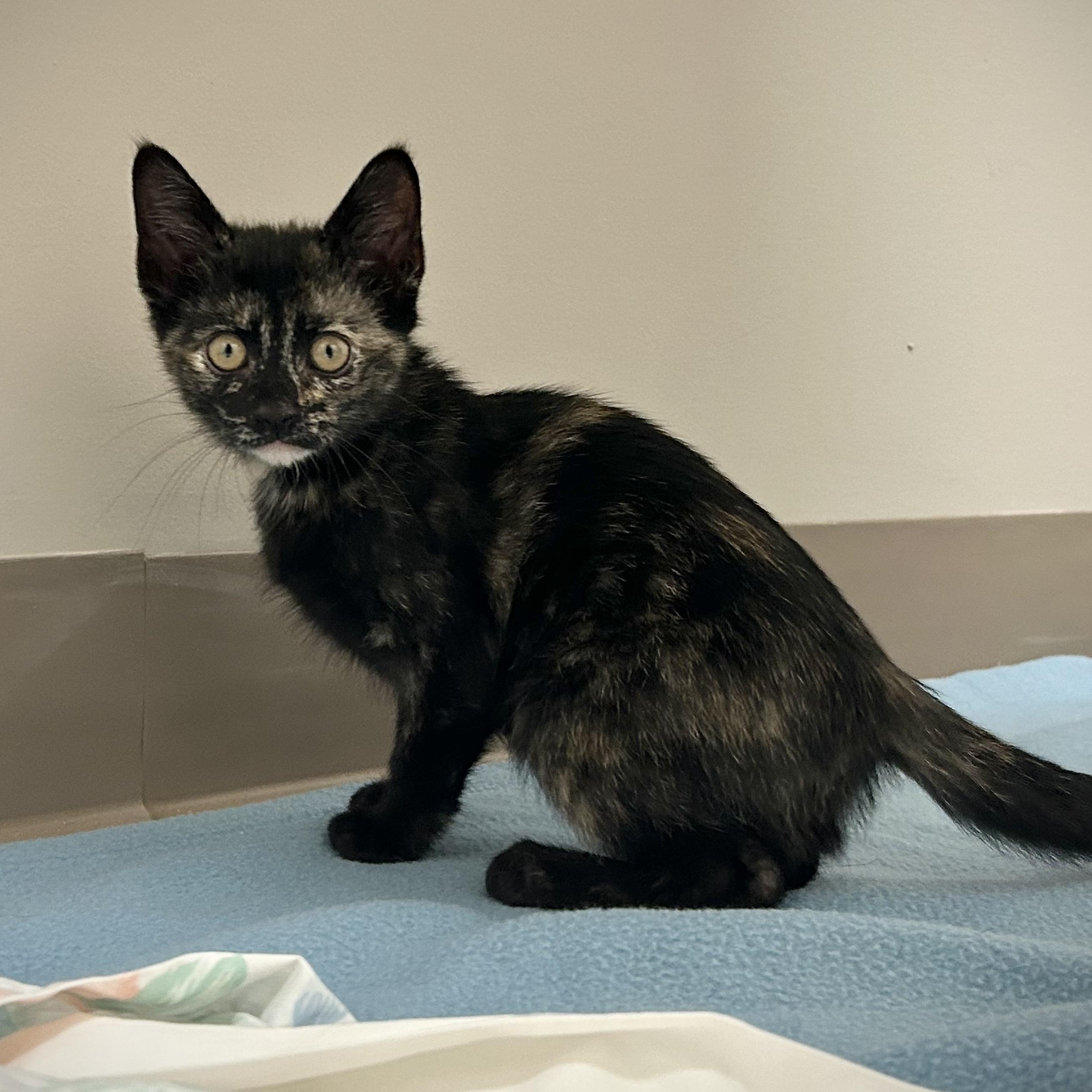Puma, an adopted Tortoiseshell in Seymour, TN image 1/2