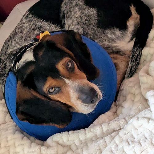 Sheila, a ADOPTABLE Beagle in Toledo, OH image 6/6