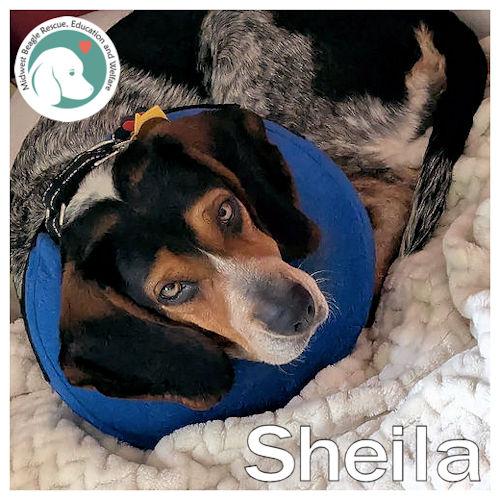Sheila, ADOPTABLE, Adult Female Beagle.