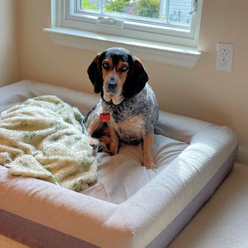 Sheila, a ADOPTABLE Beagle in Toledo, OH image 3/6