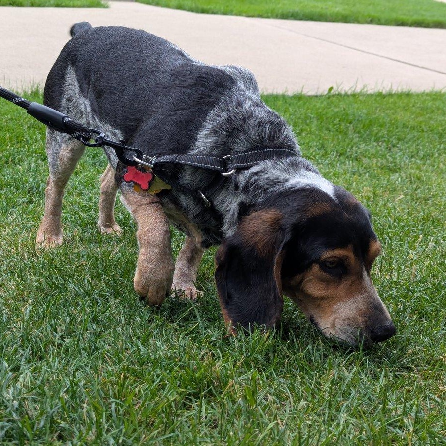 Sheila, a ADOPTABLE Beagle in Toledo, OH image 5/6
