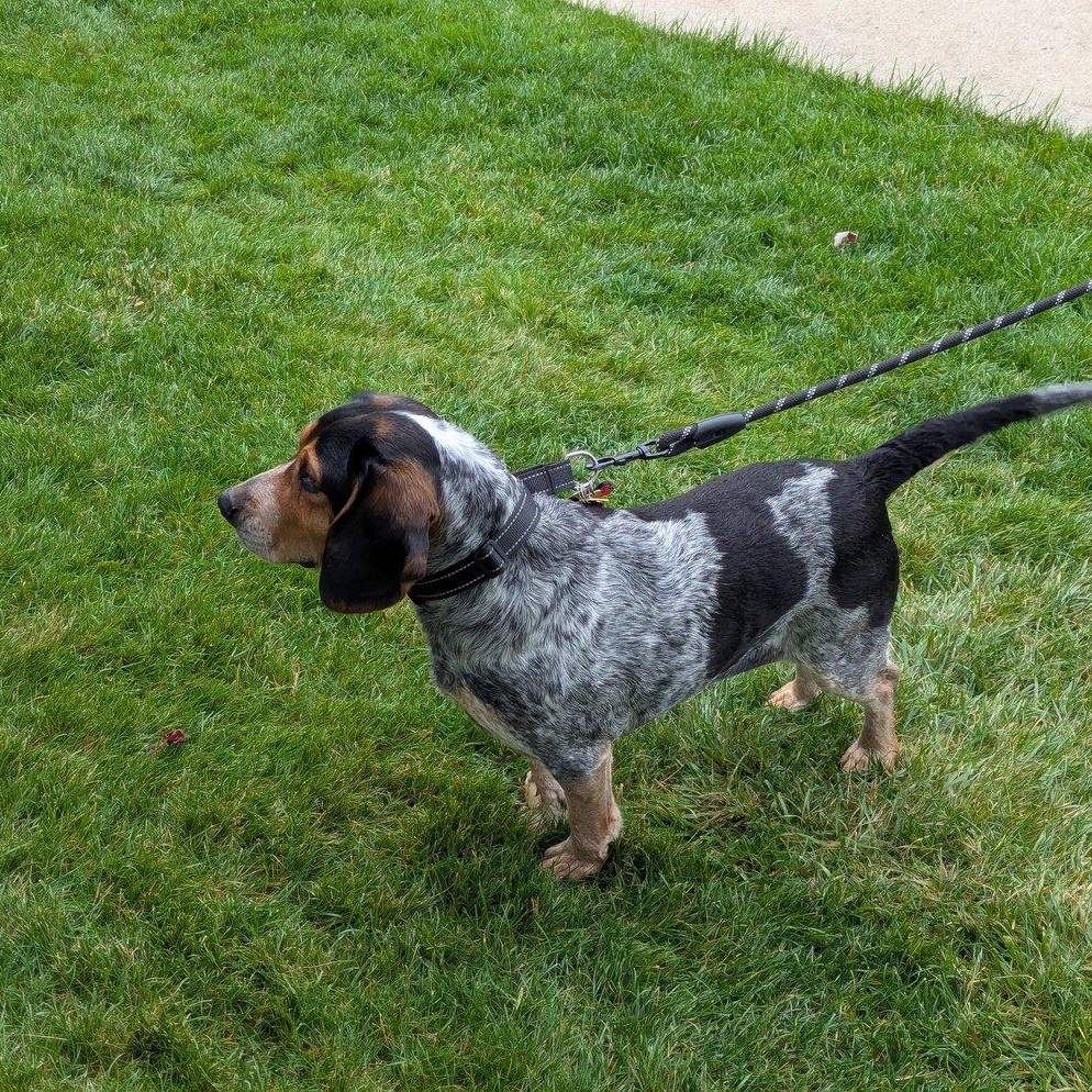 Sheila, a ADOPTABLE Beagle in Toledo, OH image 6/6