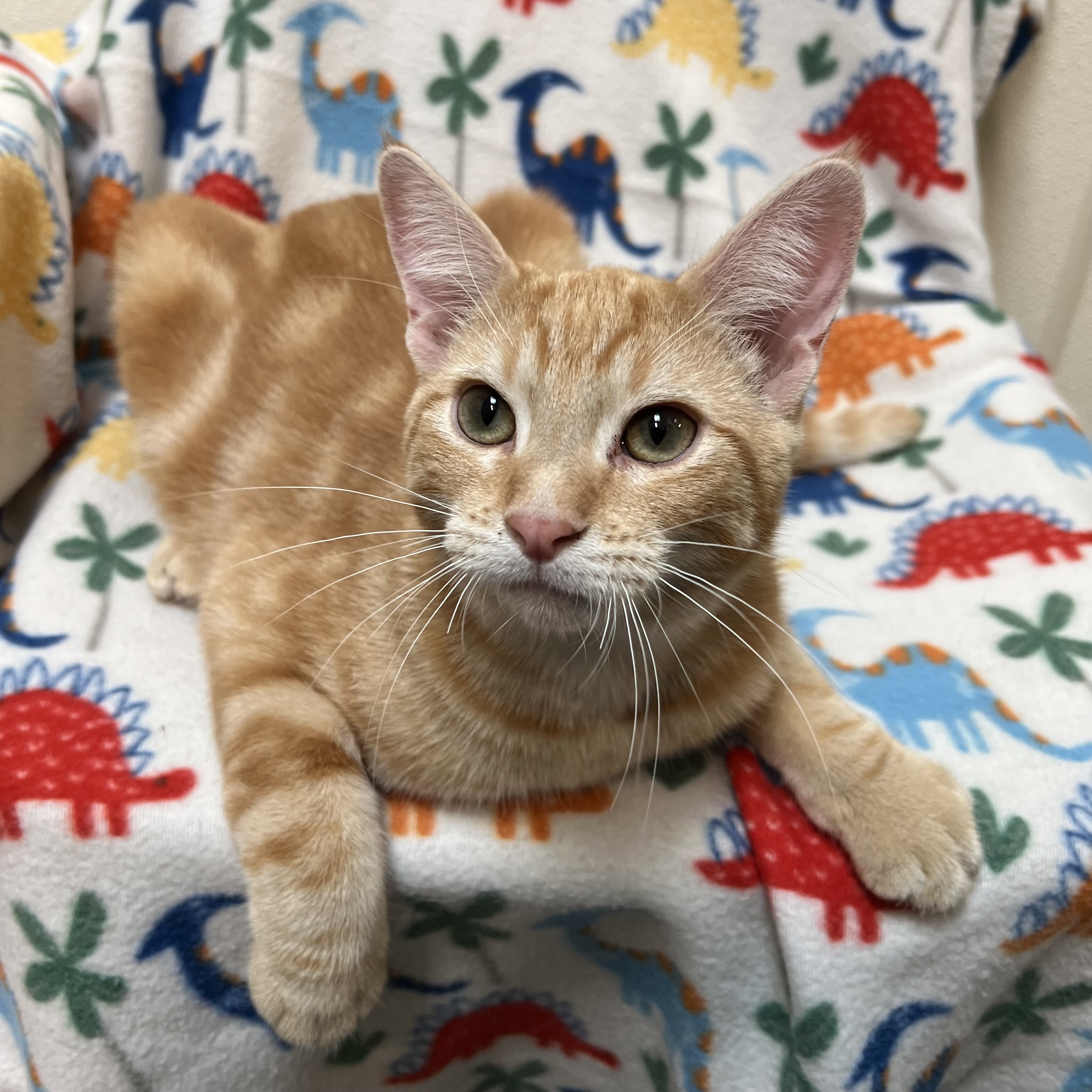 Cat for adoption Jessie, a Domestic Short Hair in Fairmont, MN