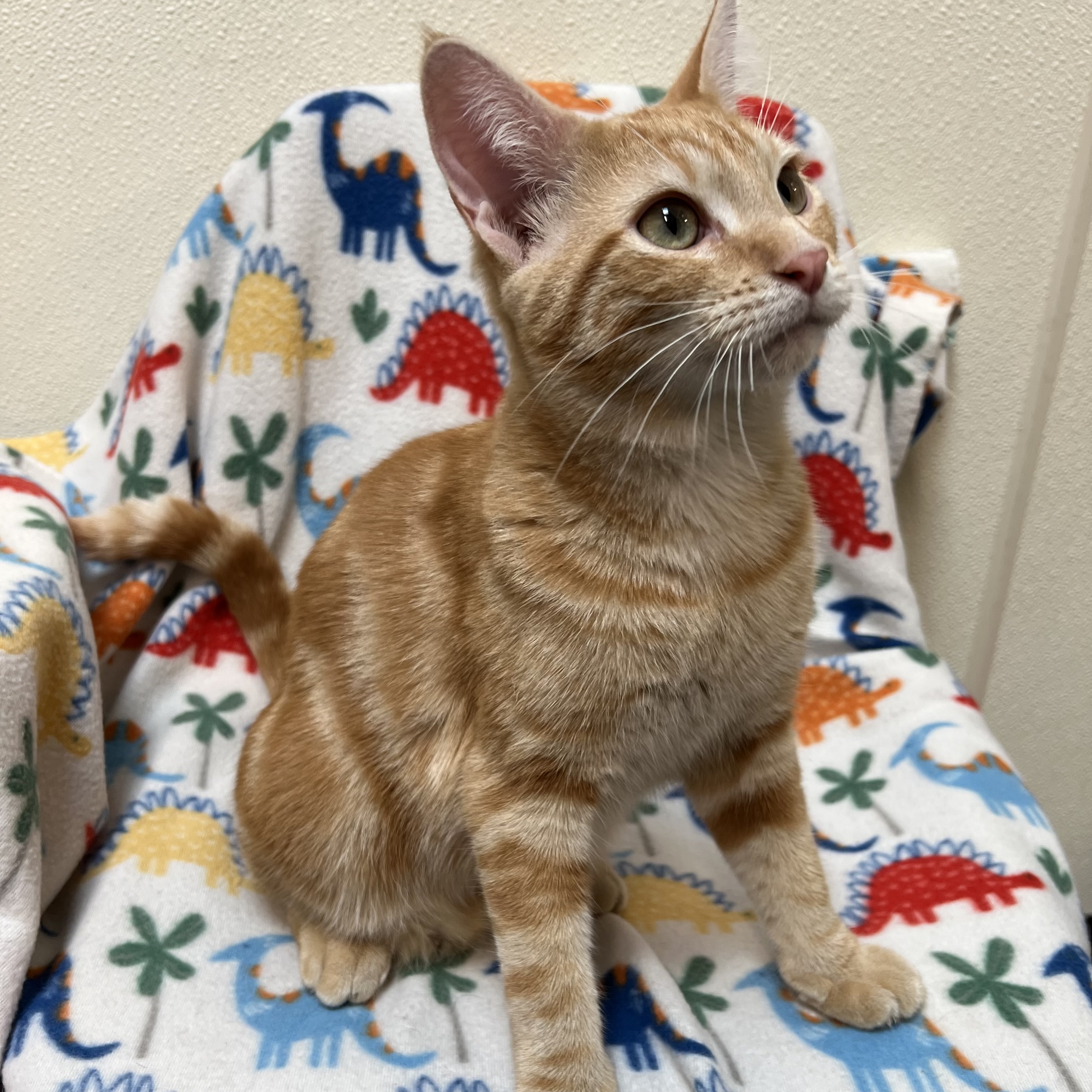 Cat for adoption Jessie, a Domestic Short Hair in Fairmont, MN