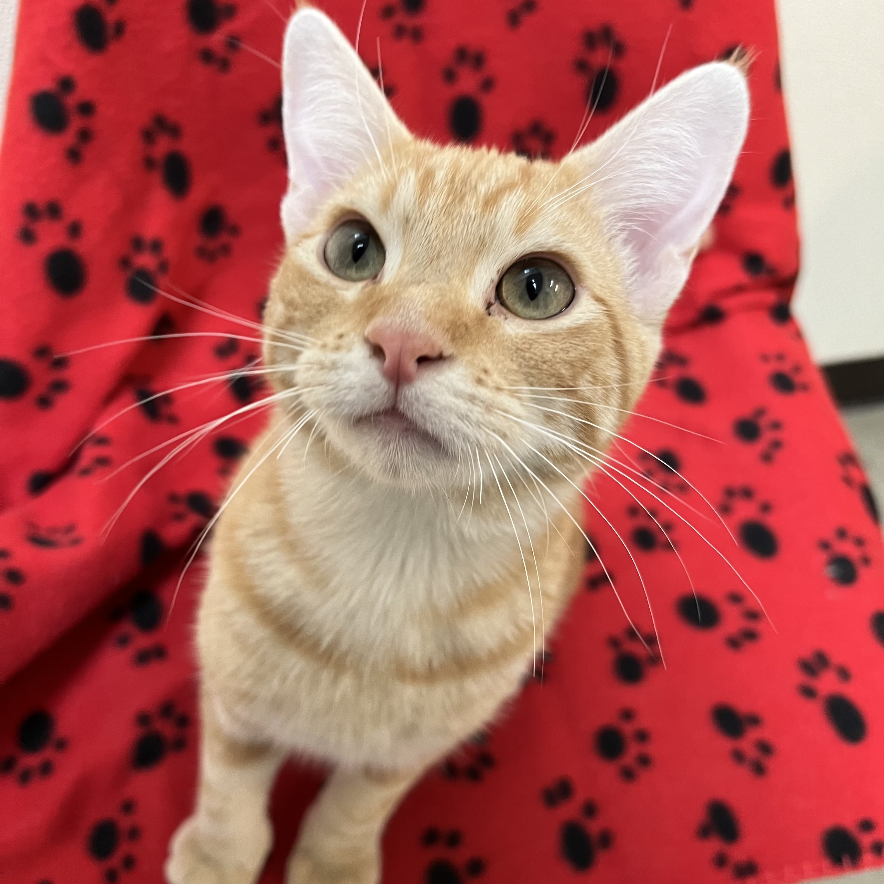 Cat for adoption Jessie, a Domestic Short Hair in Fairmont, MN