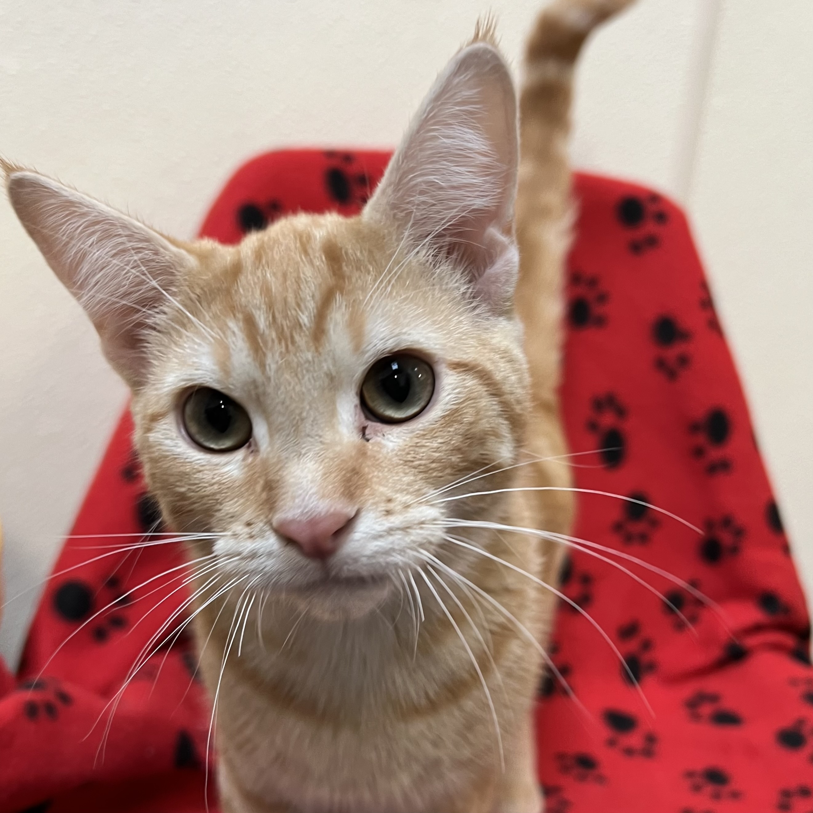 Cat for adoption Jessie, a Domestic Short Hair in Fairmont, MN