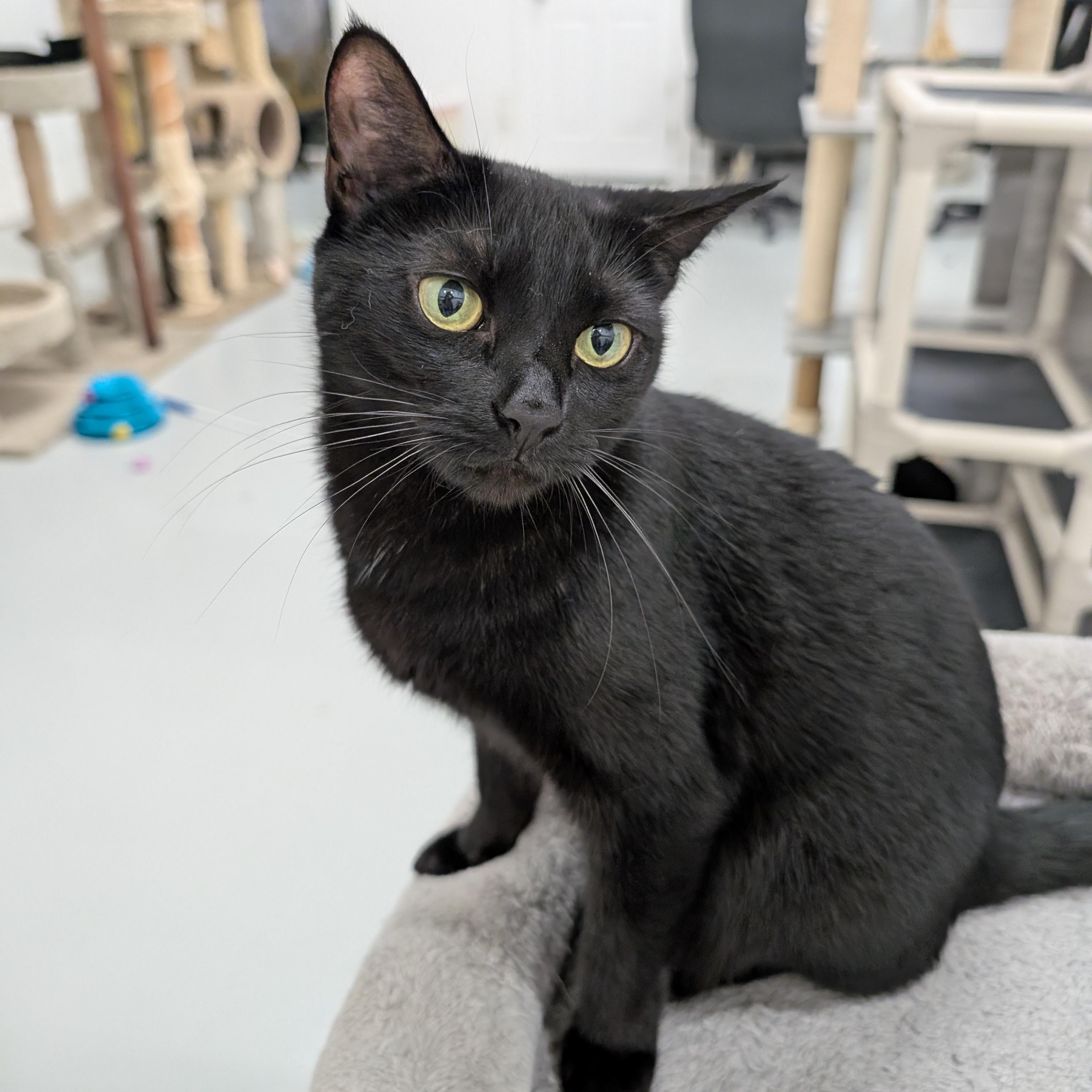 Enlarge Meep, a Adoptable mixed breed in West Palm Beach, FL image 2/6