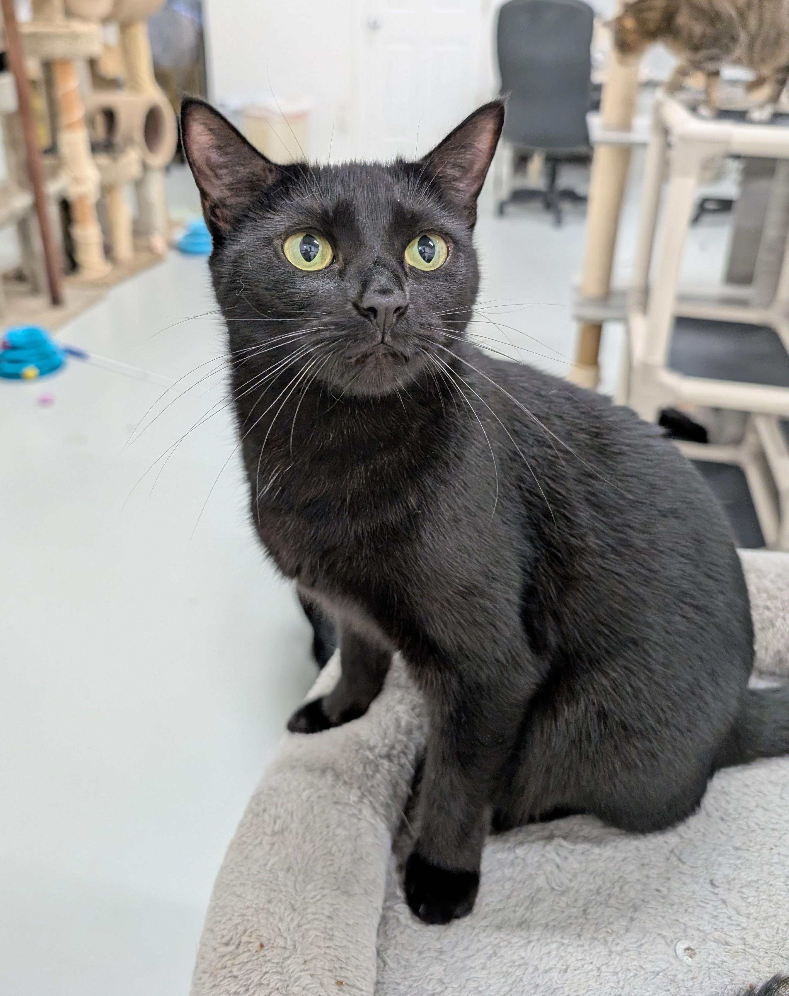 Enlarge Meep, a Adoptable mixed breed in West Palm Beach, FL image 5/6