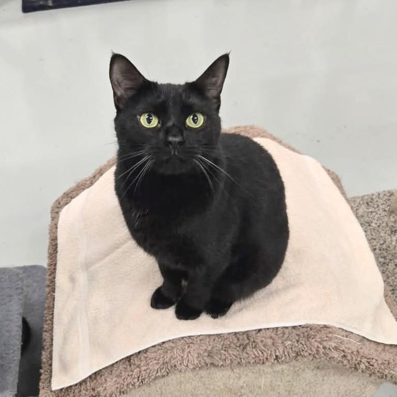 Meep, Adoptable, Young Female Domestic Short Hair & American Shorthair.