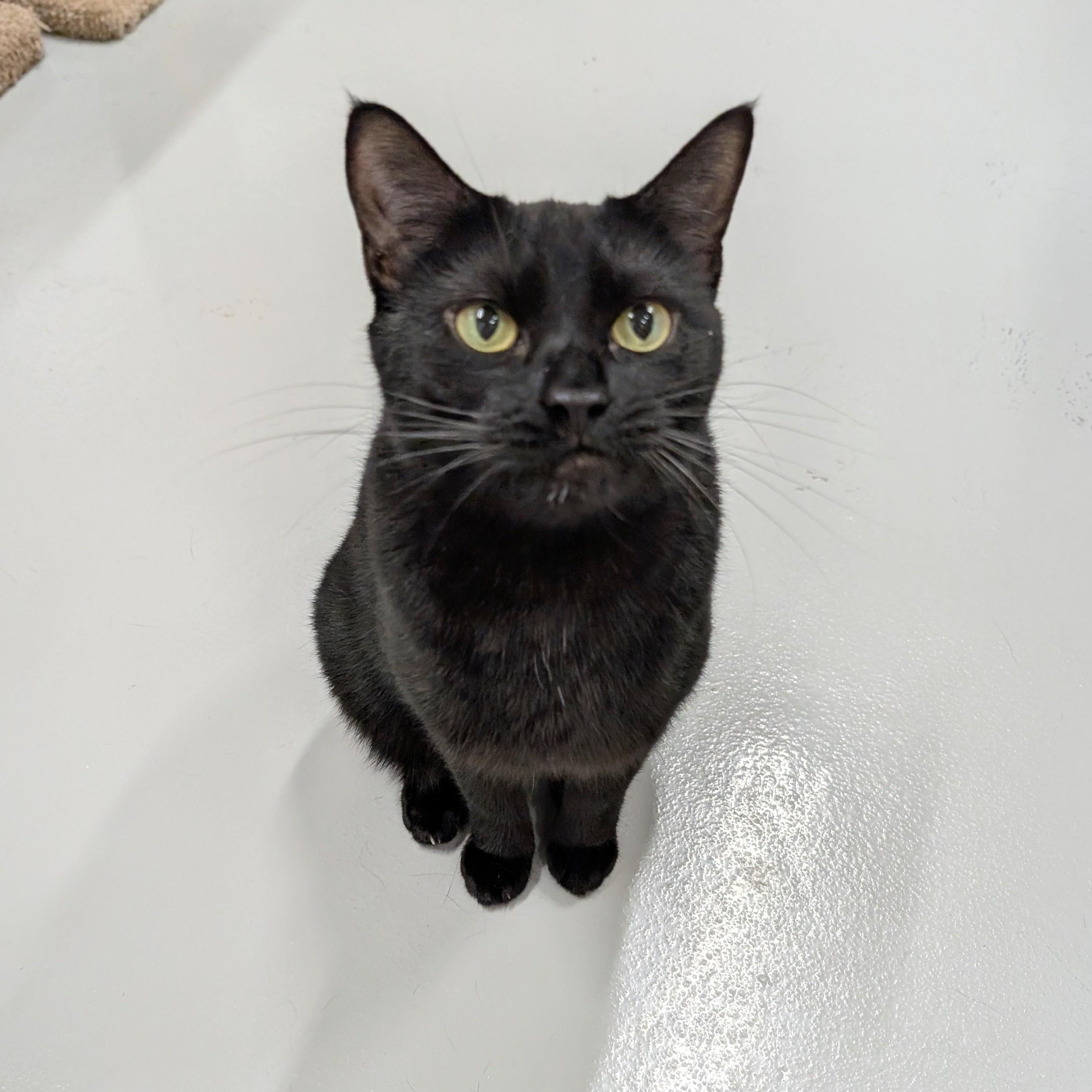 Enlarge Meep, a Adoptable mixed breed in West Palm Beach, FL image 3/6