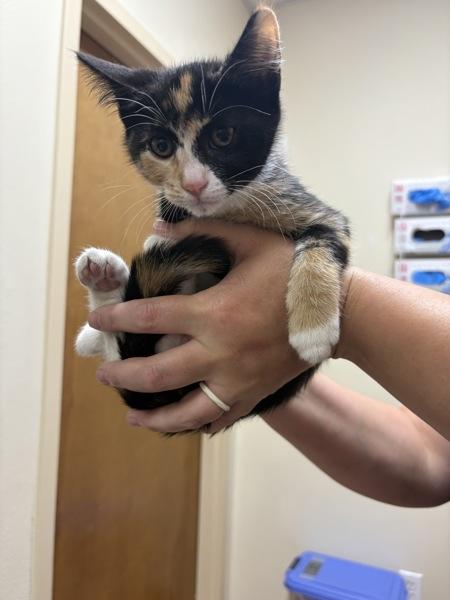 Enlarge Mickie, a Adoptable mixed breed in Kennewick, WA image 1/1