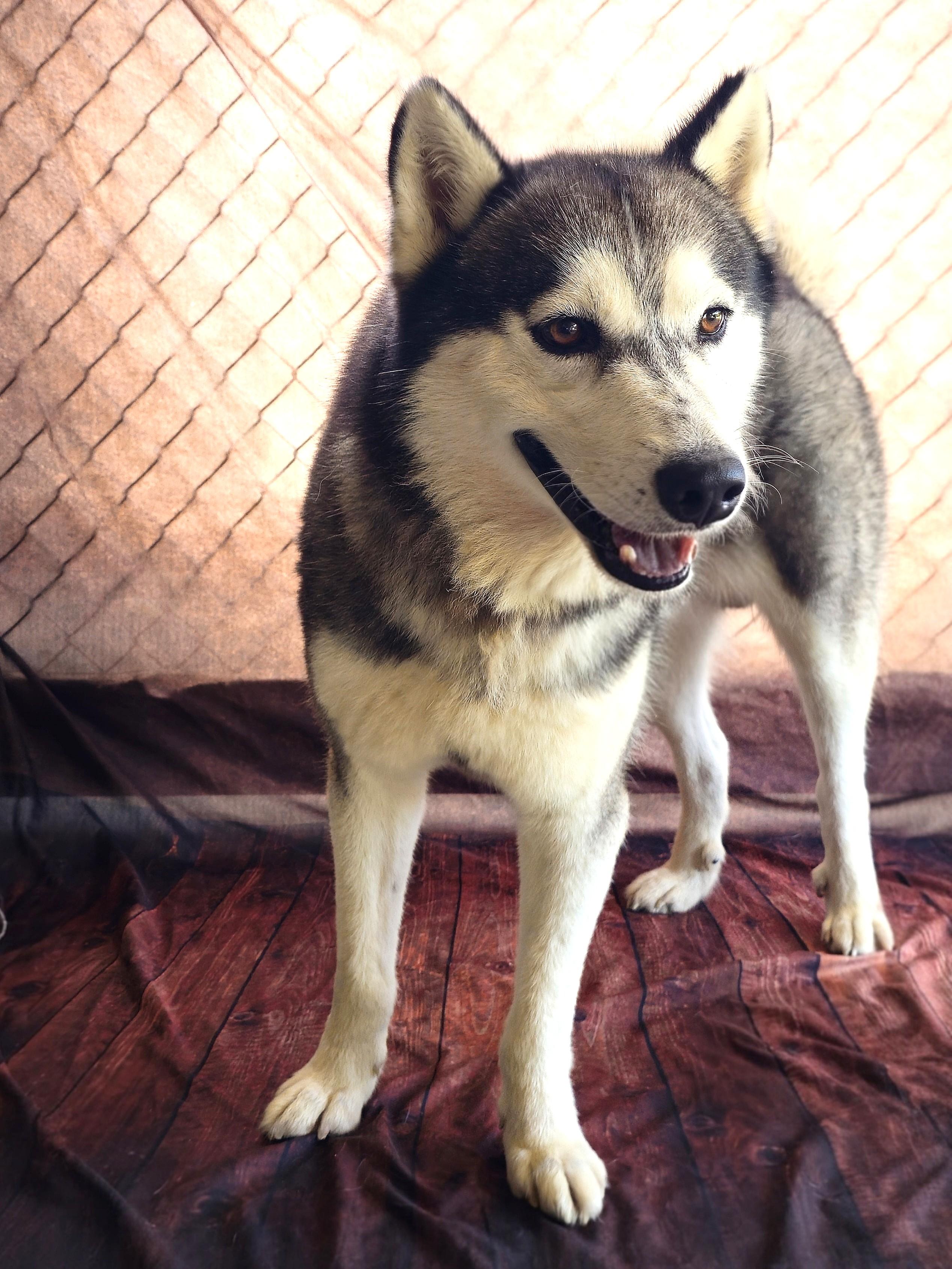 Dakota, beautiful black/silver husky.  He's a Magnificent dog! Great on Leash