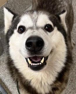 Dakota, beautiful black/silver husky.  He's a Magnificent dog! Great on Leash
