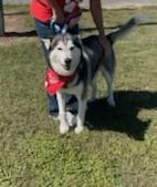 Dakota, beautiful black/silver husky.  He's a Magnificent and stirikenly handsome boy!