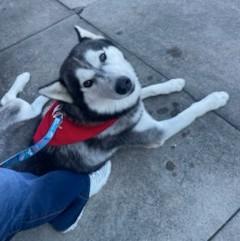 Dakota, beautiful black/silver husky.  He's a Magnificent and stirikenly handsome boy!