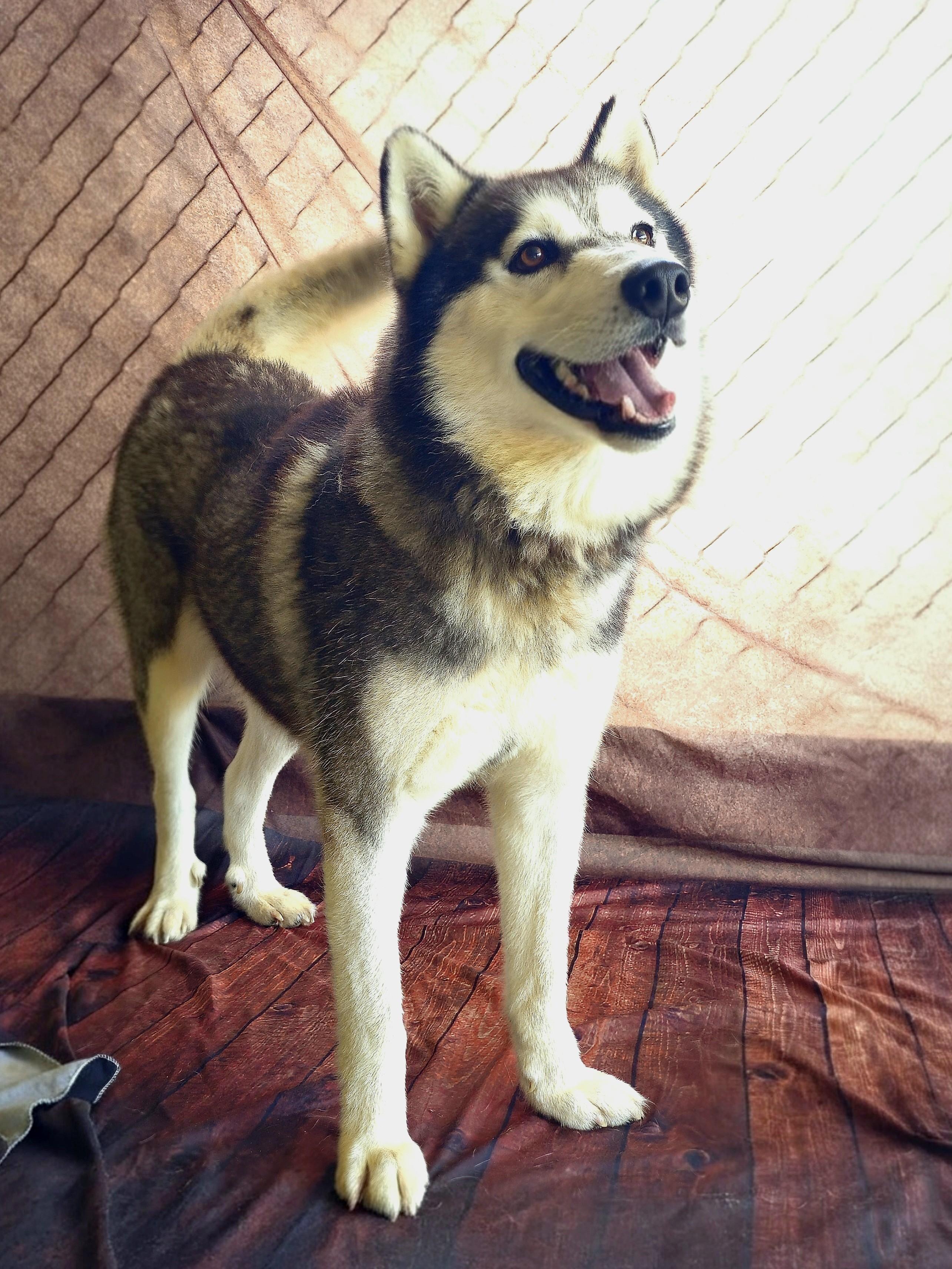 Dakota, beautiful black/silver husky.  He's a Magnificent dog! Great on Leash