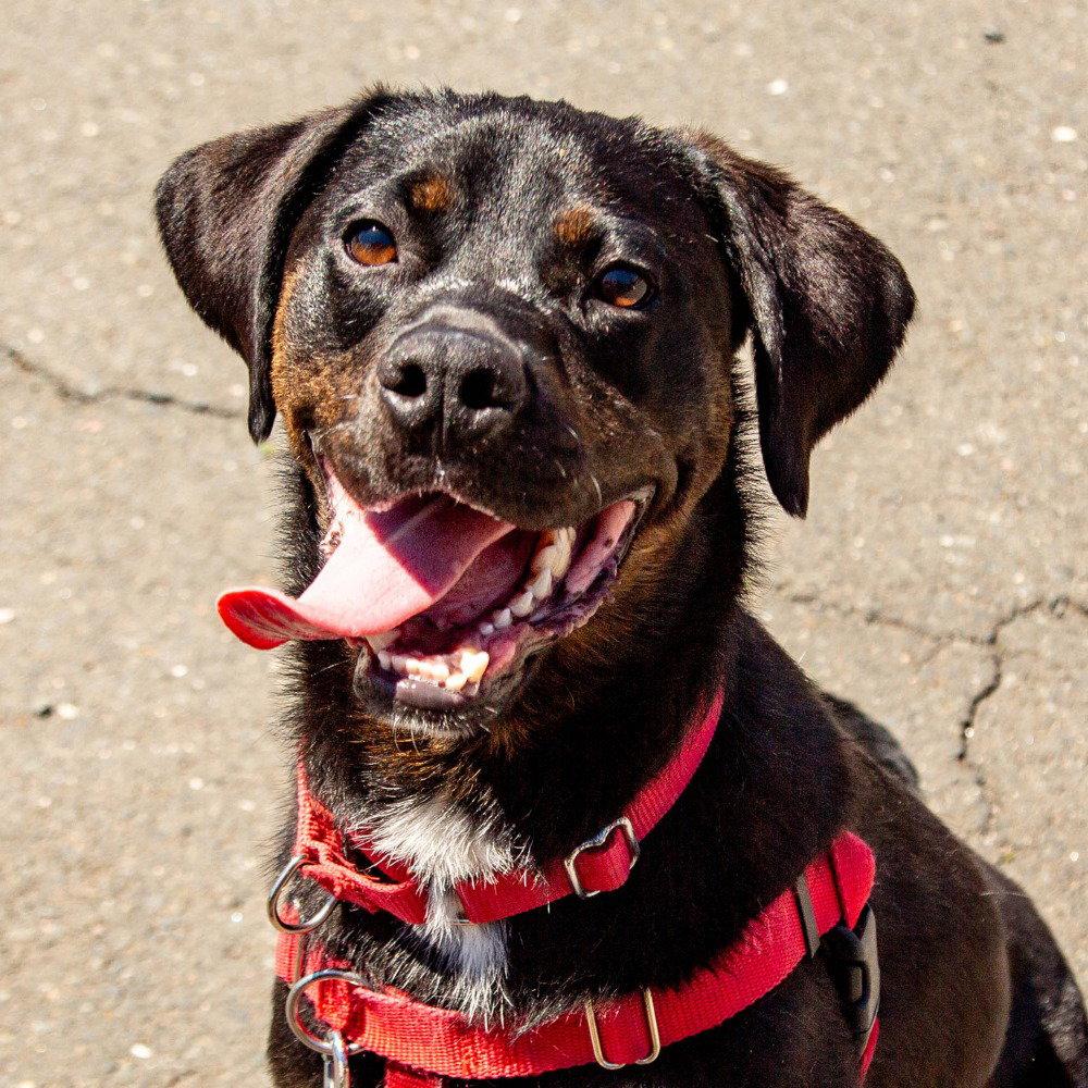 Outlaw Potato, Adoptable, Adult Male Hound & Terrier.