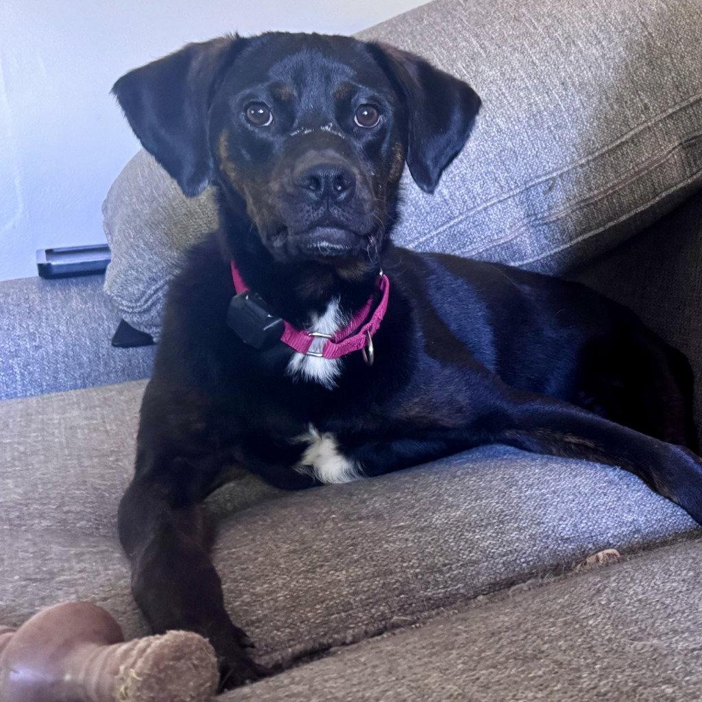 Outlaw Potato, a Adoptable mixed breed in Bloomfield, CT image 2/3