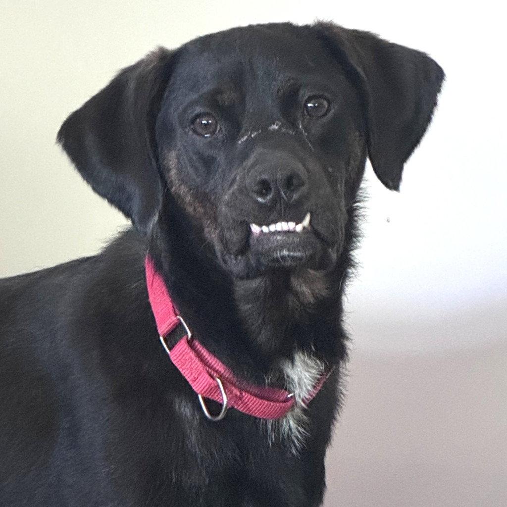 Outlaw Potato, a Adoptable mixed breed in Bloomfield, CT image 3/3