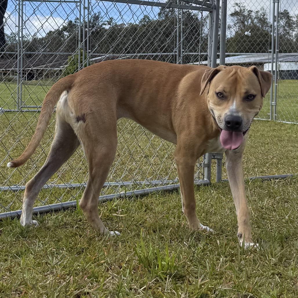 Enlarge Leo (Charmed Litter), a Adoptable Mixed Breed in Volcano, HI image 1/6