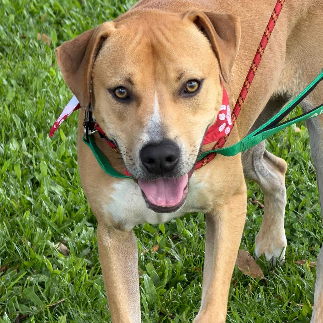 Enlarge Leo (Charmed Litter), a Adoptable Mixed Breed in Volcano, HI image 2/6