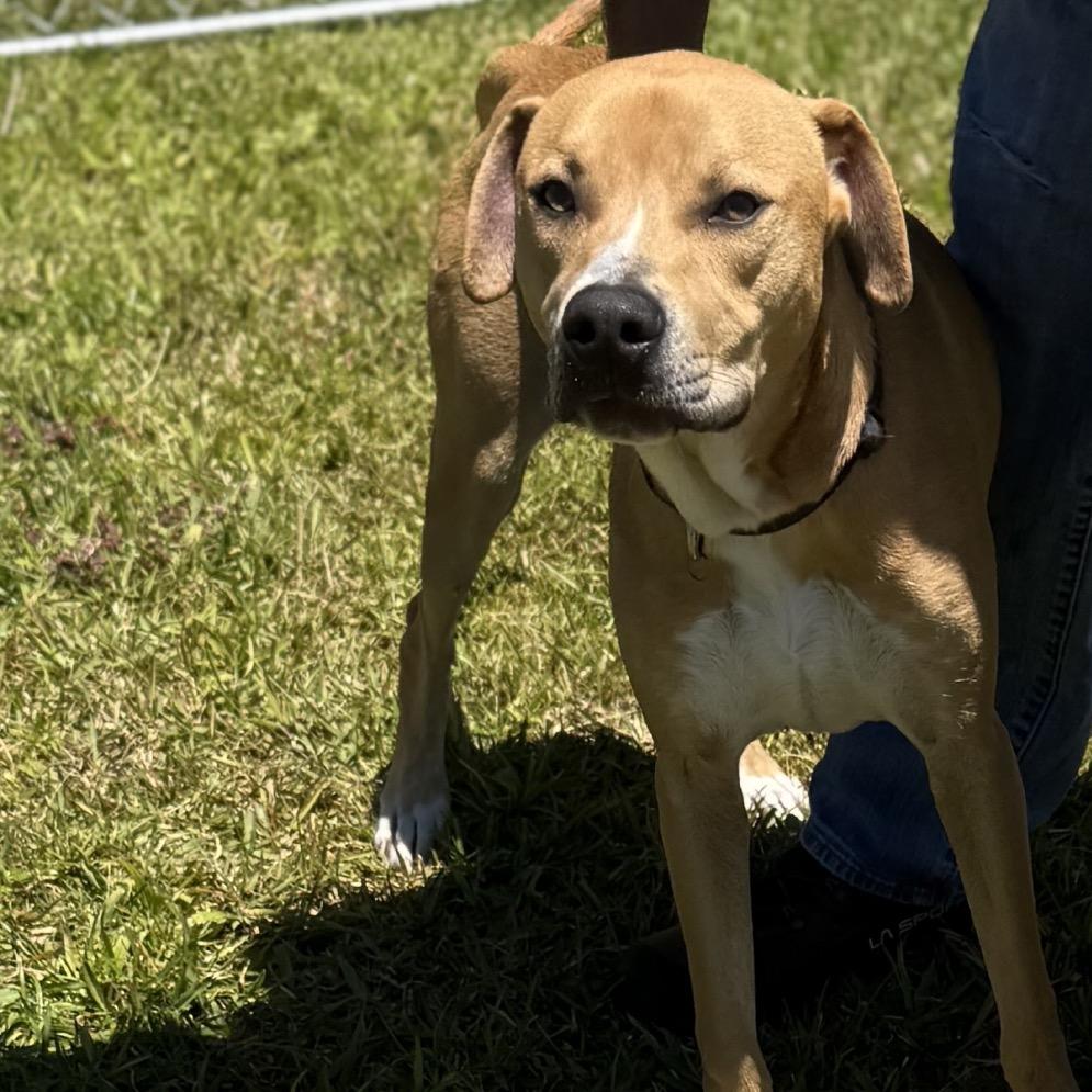 Enlarge Leo (Charmed Litter), a Adoptable Mixed Breed in Volcano, HI image 3/6