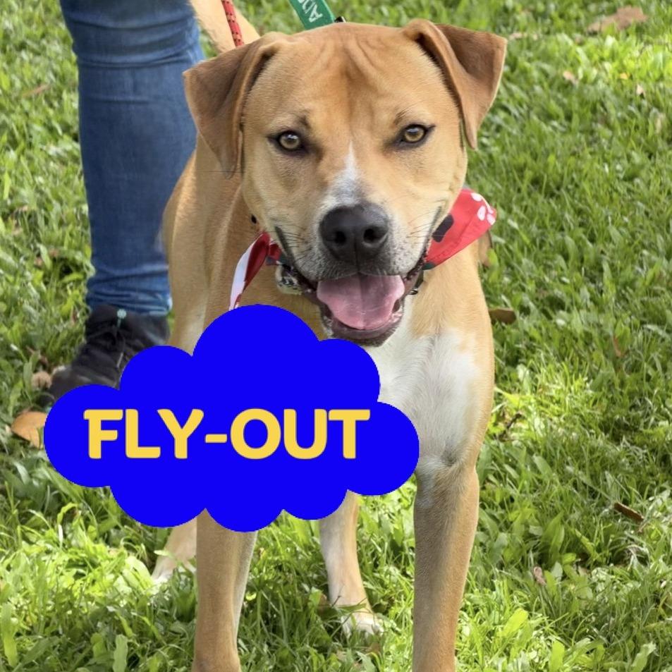 Leo (Charmed Litter), a Adoptable Mixed Breed in Volcano, HI image 3/6