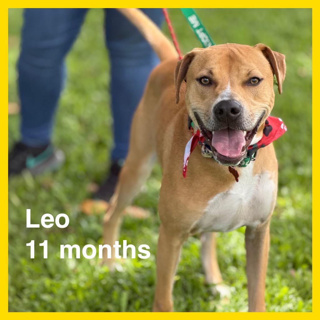 Enlarge Leo (Charmed Litter), a Adoptable Mixed Breed in Volcano, HI image 4/6