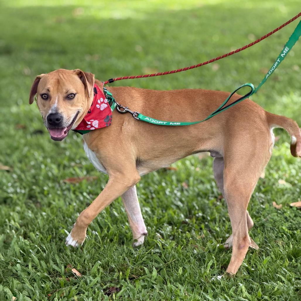 Enlarge Leo (Charmed Litter), a Adoptable Mixed Breed in Volcano, HI image 5/6