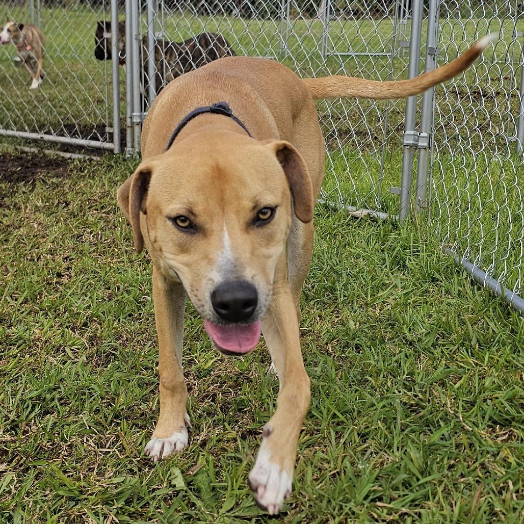 Enlarge Leo (Charmed Litter), a Adoptable Mixed Breed in Volcano, HI image 6/6