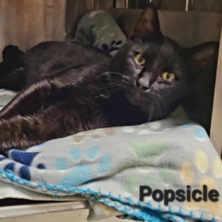 Popsicle, Adoptable, Young Male Domestic Short Hair.