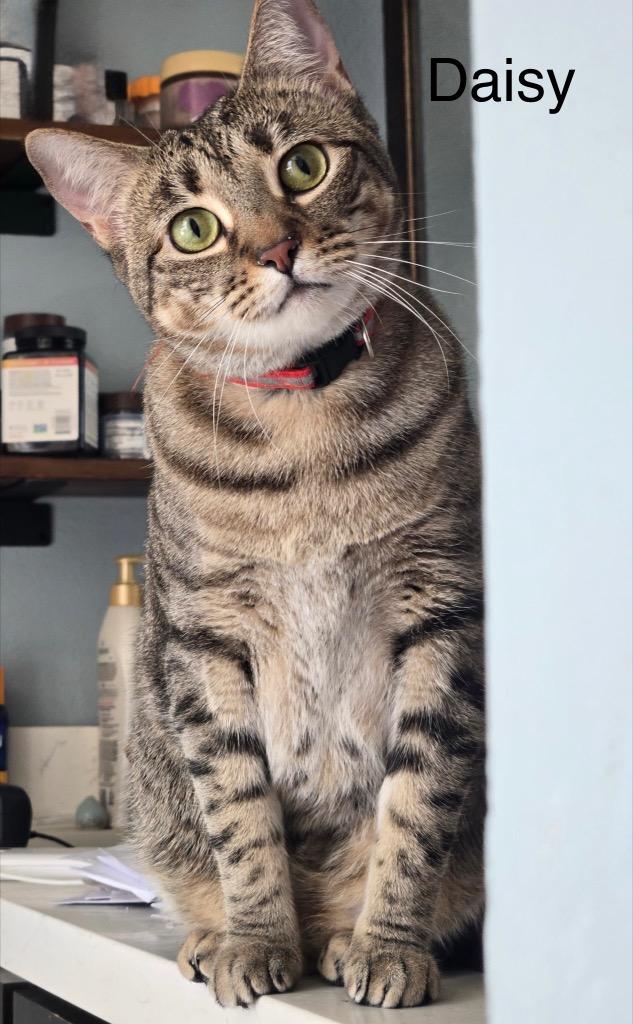 Daisy, Adoptable, Young Female Domestic Short Hair.