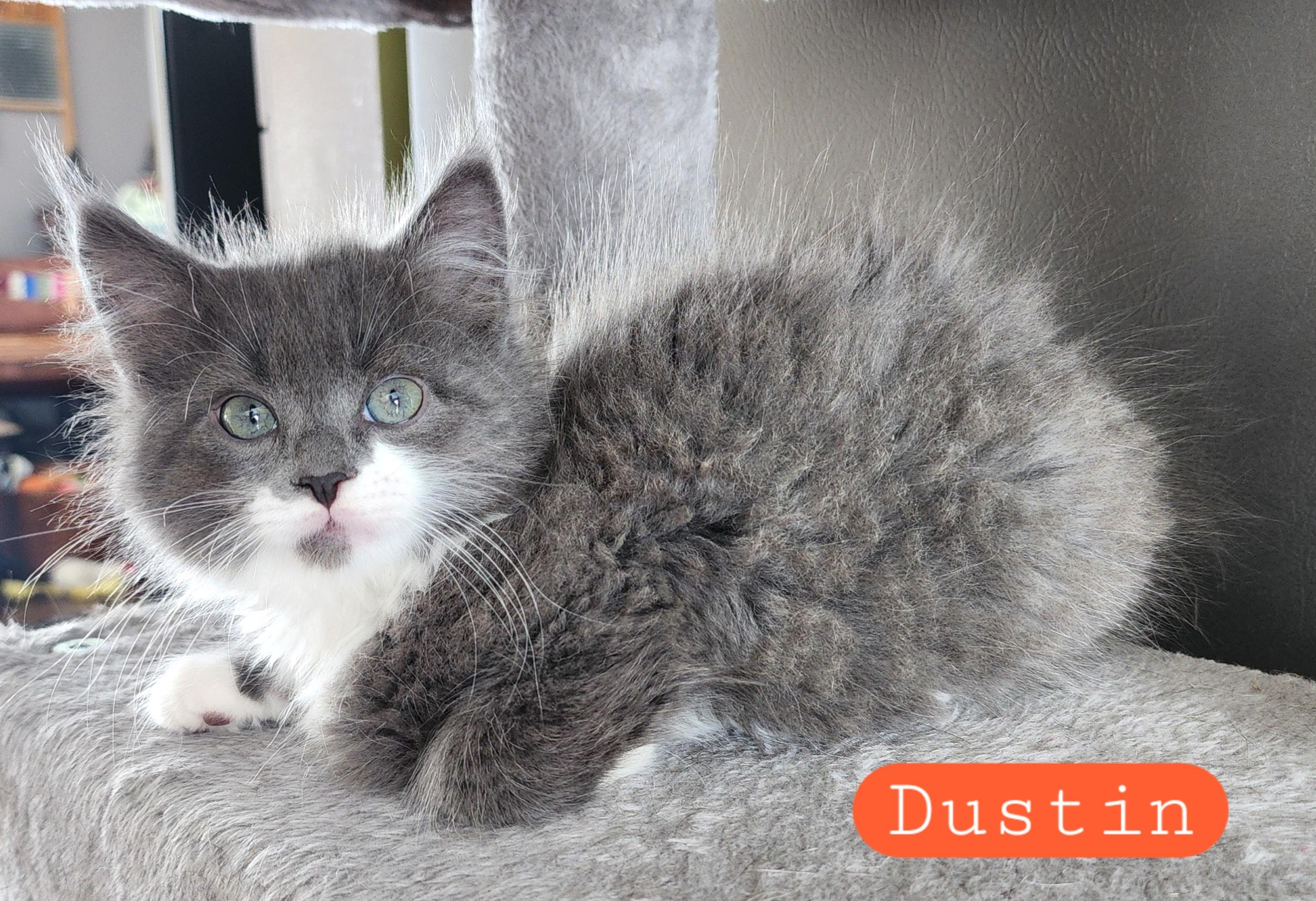 Dustin , adopted, Kitten Male Domestic Long Hair.