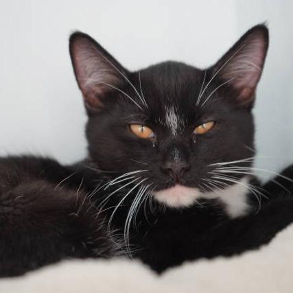 Wiskers, Adoptable, Young Male Domestic Short Hair.