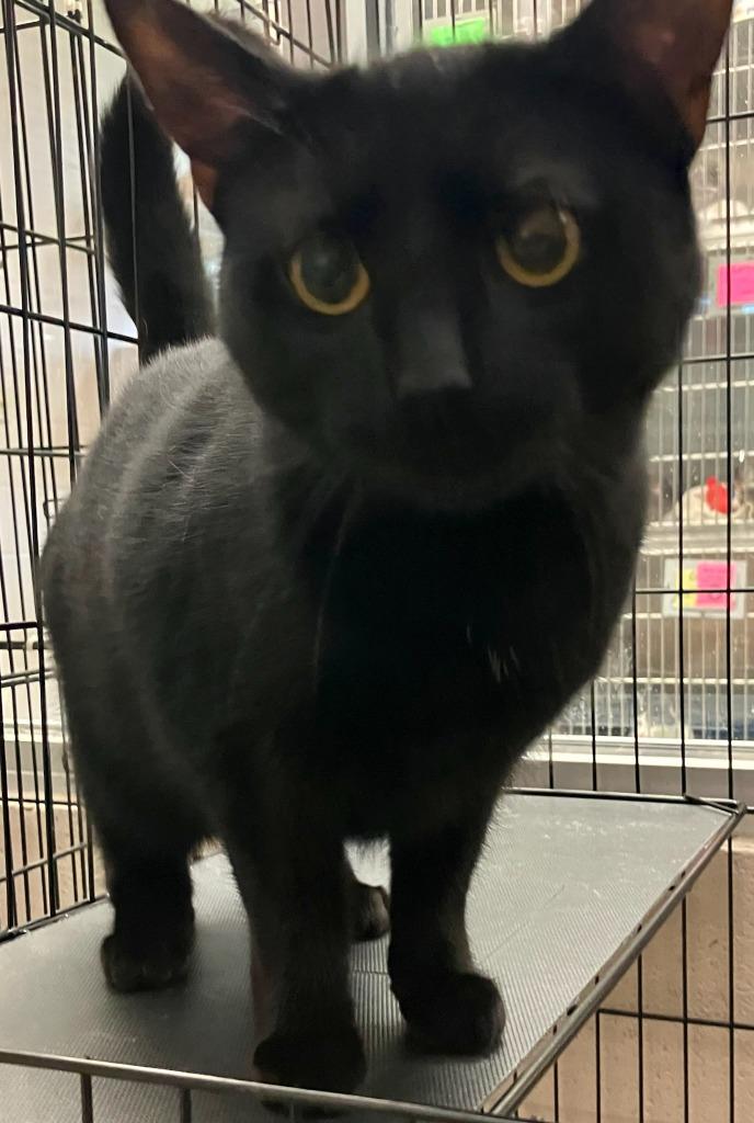 Didi, Adoptable, Young Female Domestic Short Hair.