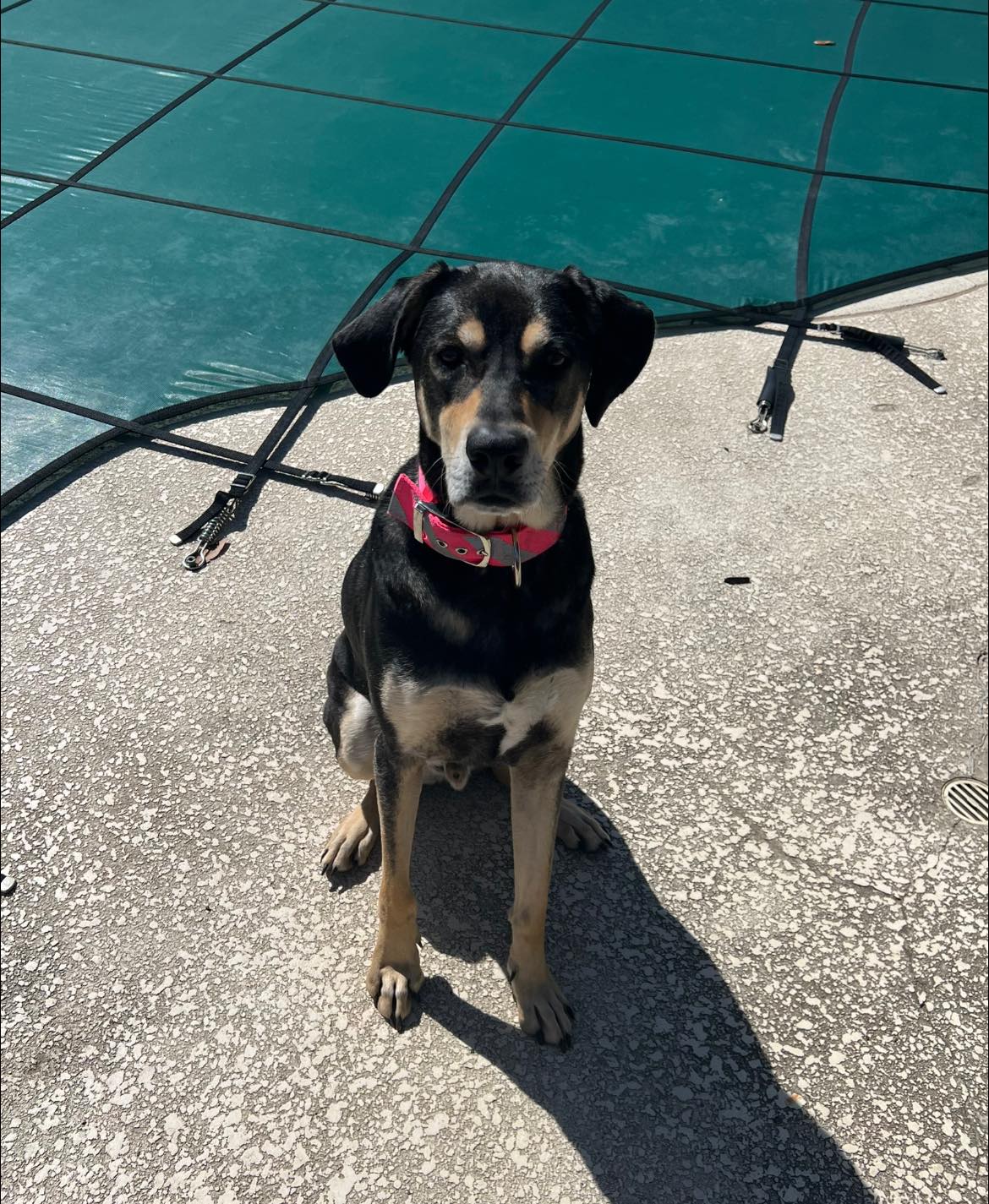 POLO, Adoptable, Adult Male Hound & Shepherd.