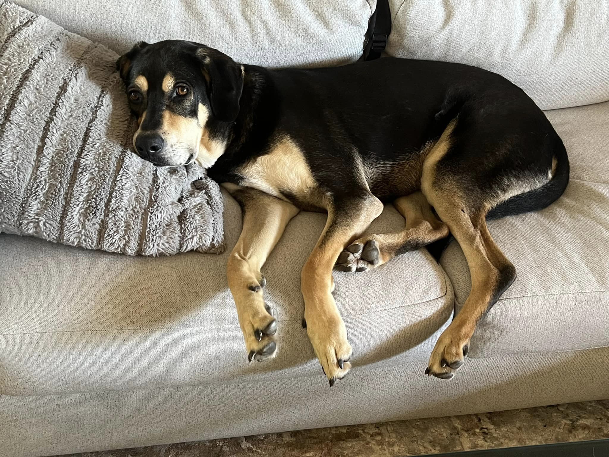 POLO, a Adoptable mixed breed in Dallas, TX image 2/4