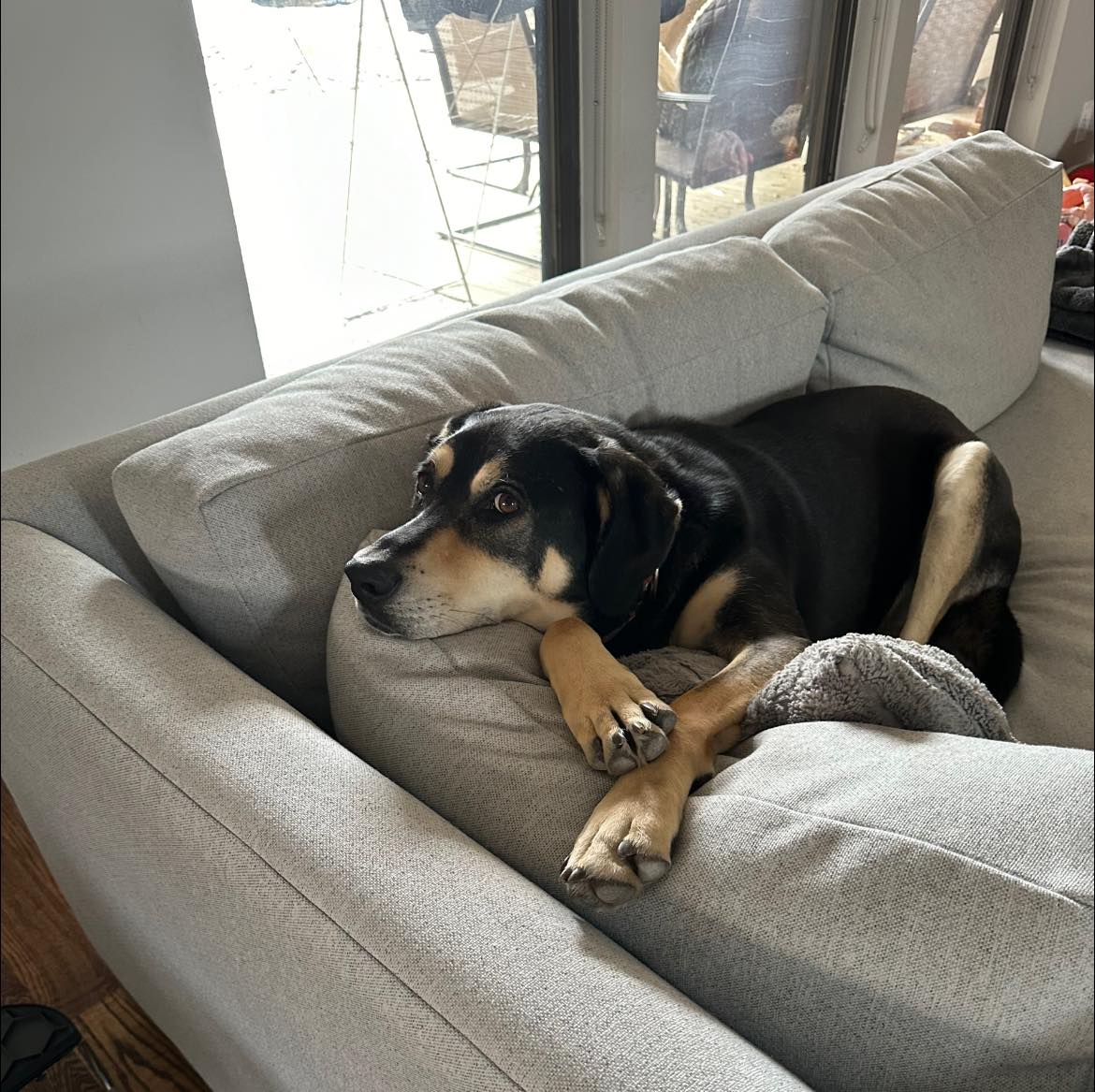 POLO, a Adoptable mixed breed in Dallas, TX image 3/4