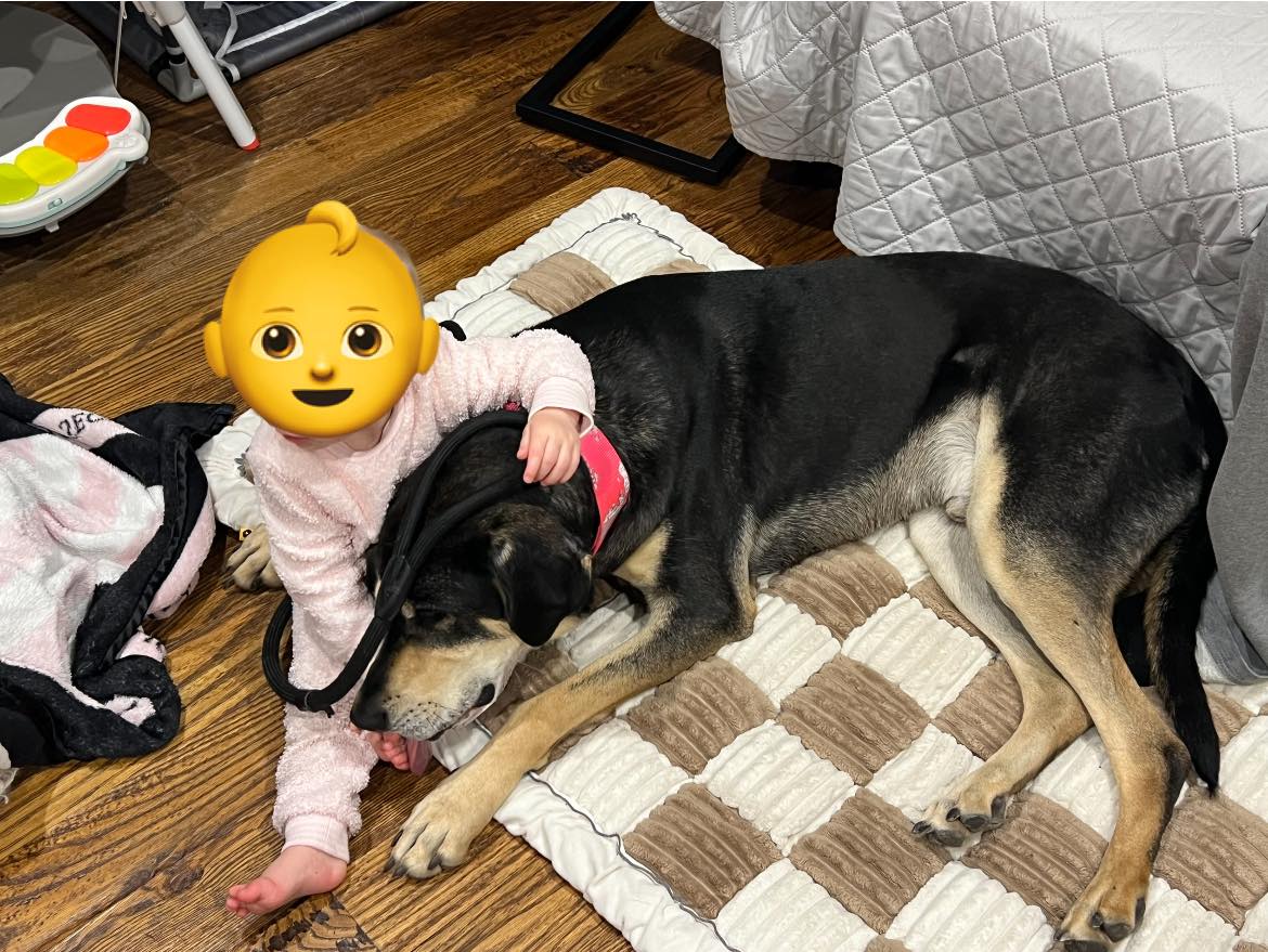 POLO, a Adoptable mixed breed in Dallas, TX image 4/4