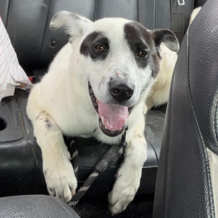 FWT Jester, Adoptable, Young Male Mixed Breed.