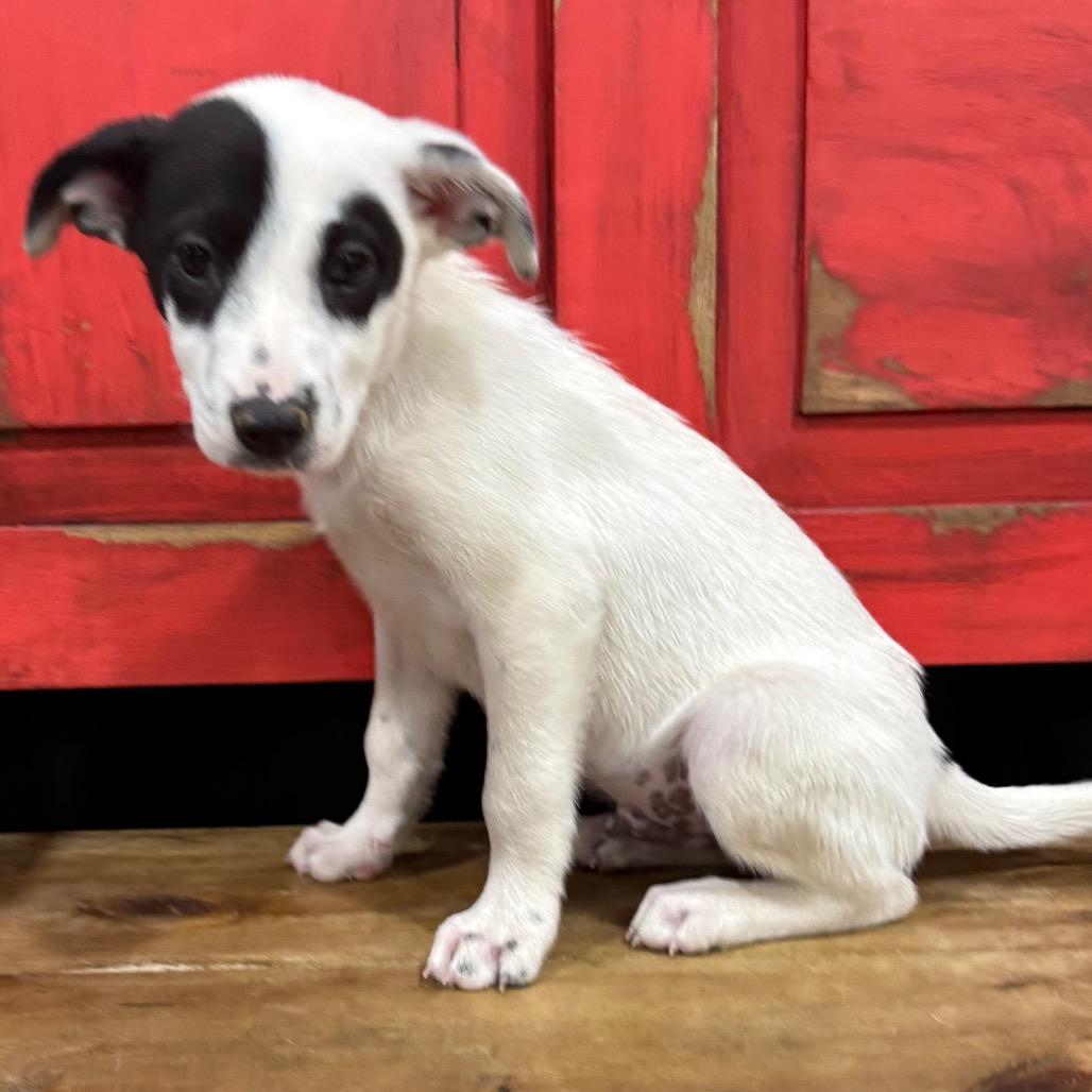 FWT Jester, Adoptable, Young Male Mixed Breed.