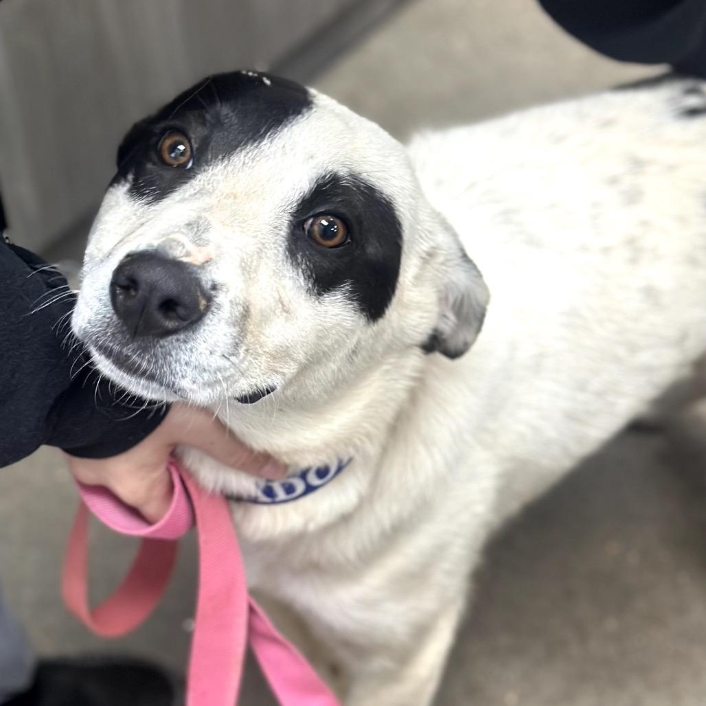 Enlarge FWT Jester, a Adoptable Mixed Breed in Midland, TX image 2/3