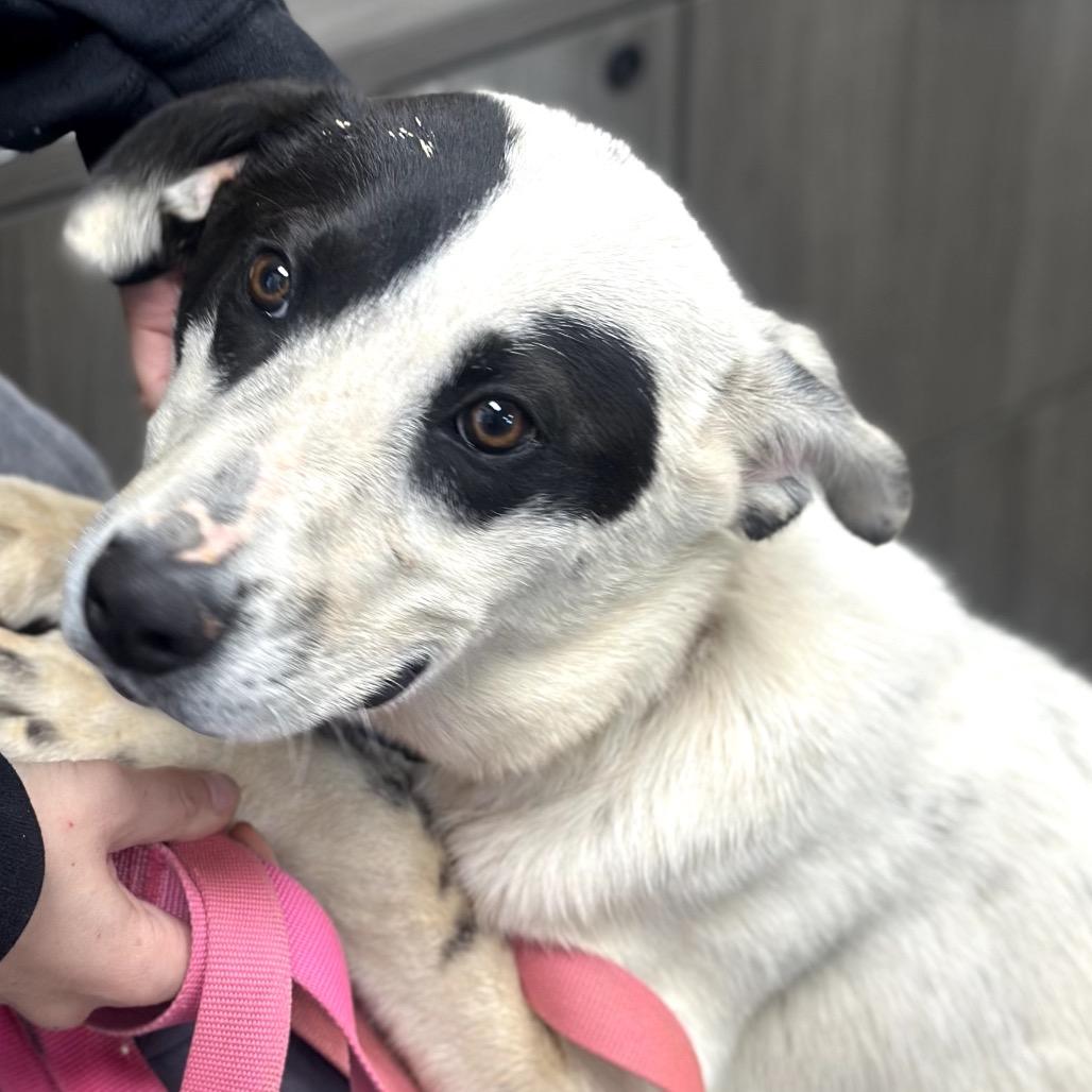 Enlarge FWT Jester, a Adoptable Mixed Breed in Midland, TX image 3/3
